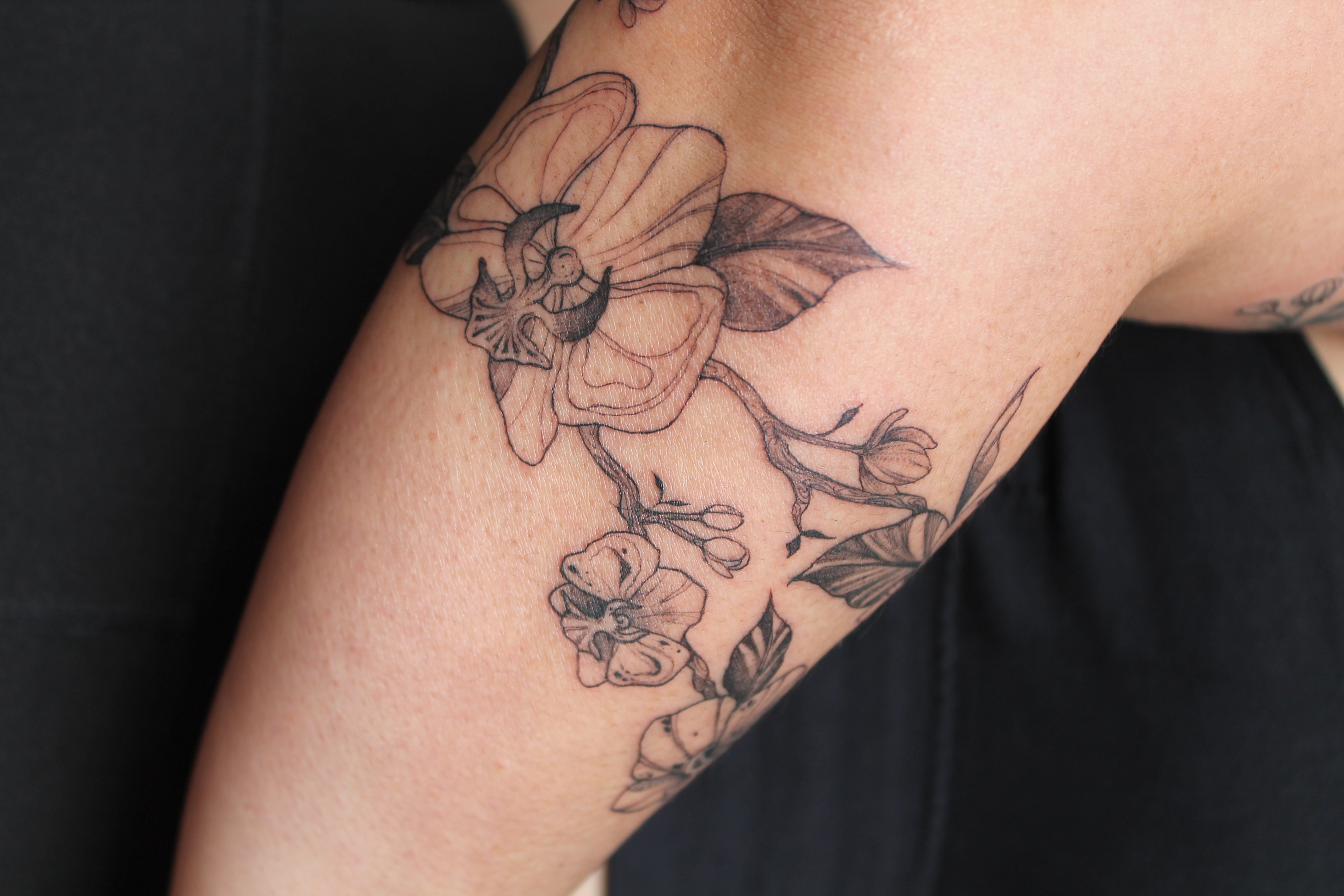 Original pen-and-ink botanical illustration by Jing